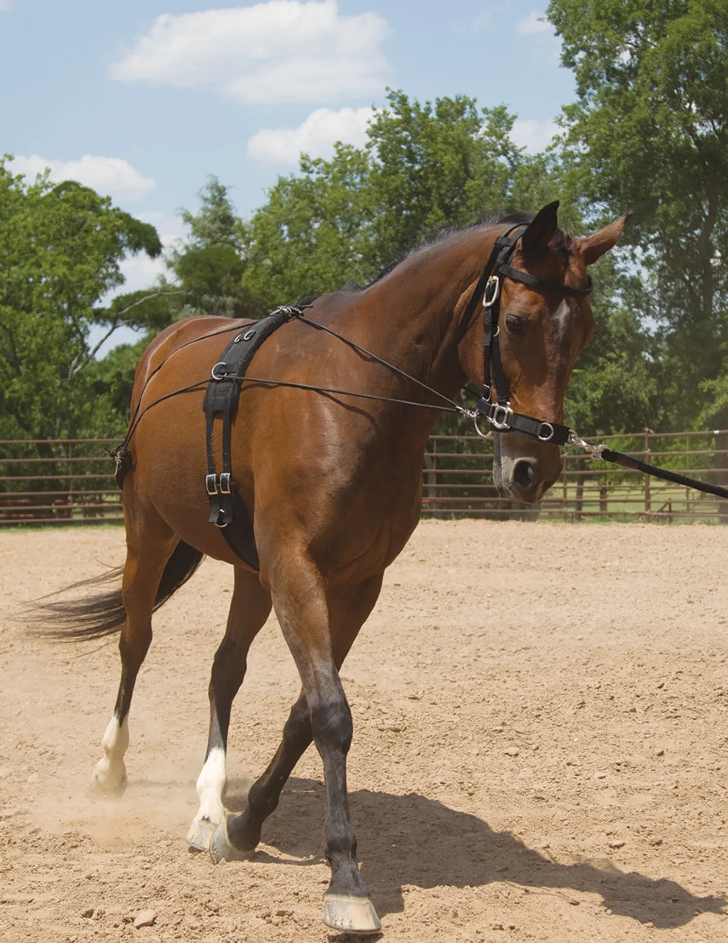 Clearance MUSTANG MFG Balance Complete Training System Brown