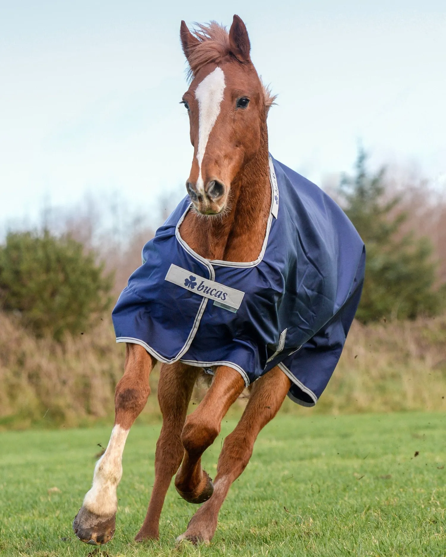 Best TOKLAT ORIGINALS Bucas Atlantic 200 Gram Turnout Blanket
