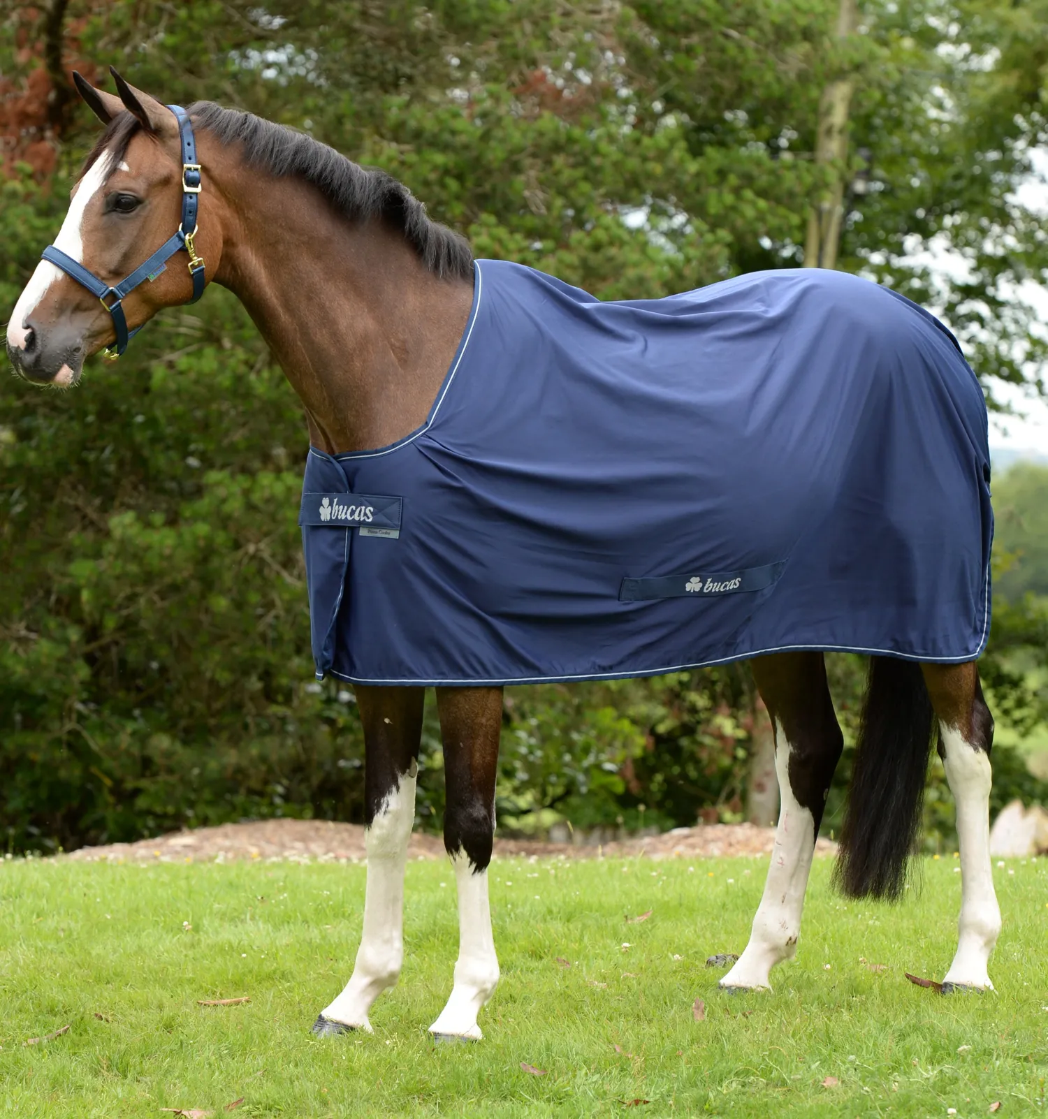 New TOKLAT ORIGINALS Bucas Power Classic Cooler