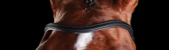 Online WEATHERBEETA Collegiate® ComFiTec™ Training Bridle