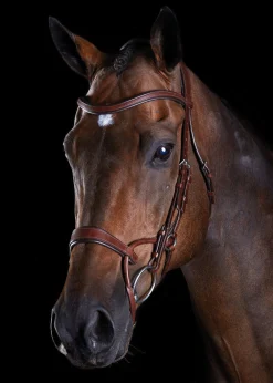 Online WEATHERBEETA Collegiate® ComFiTec™ Training Bridle