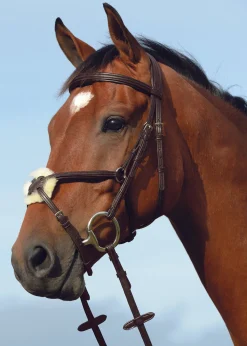 Outlet WEATHERBEETA Collegiate® Syntovia+ Padded Raised Figure-8 Bridle