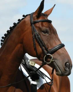 New WEATHERBEETA Collegiate Syntovia+ Padded Raised Flash Bridle