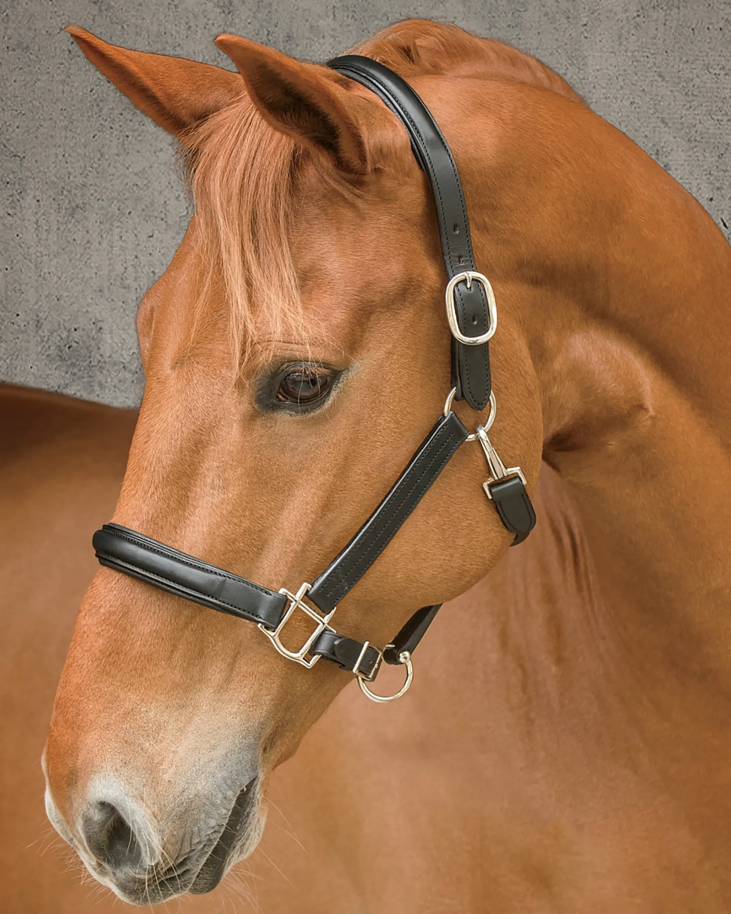 New HARMOHN KRAFT DS Classic Plain Raised Padded Halter