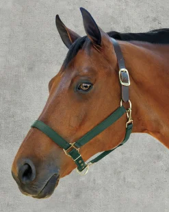 Best ZEETA INTERNATIONAL DS Heavy Nylon Breakaway Halter