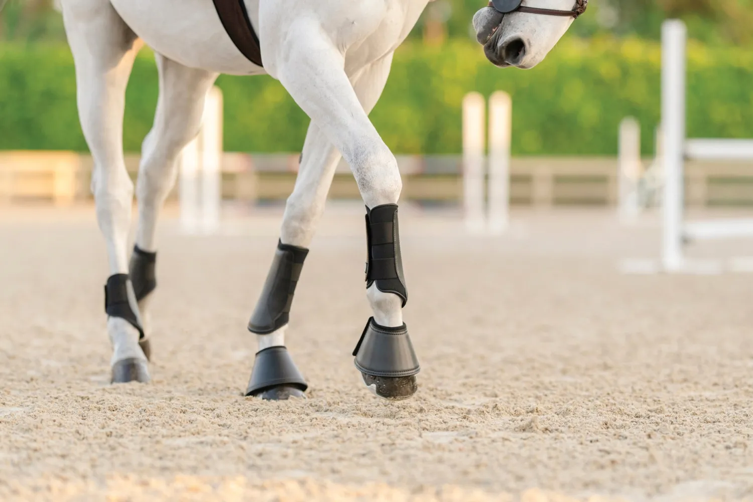 Outlet EQUIFIT ® Essential EveryDay Front Boot