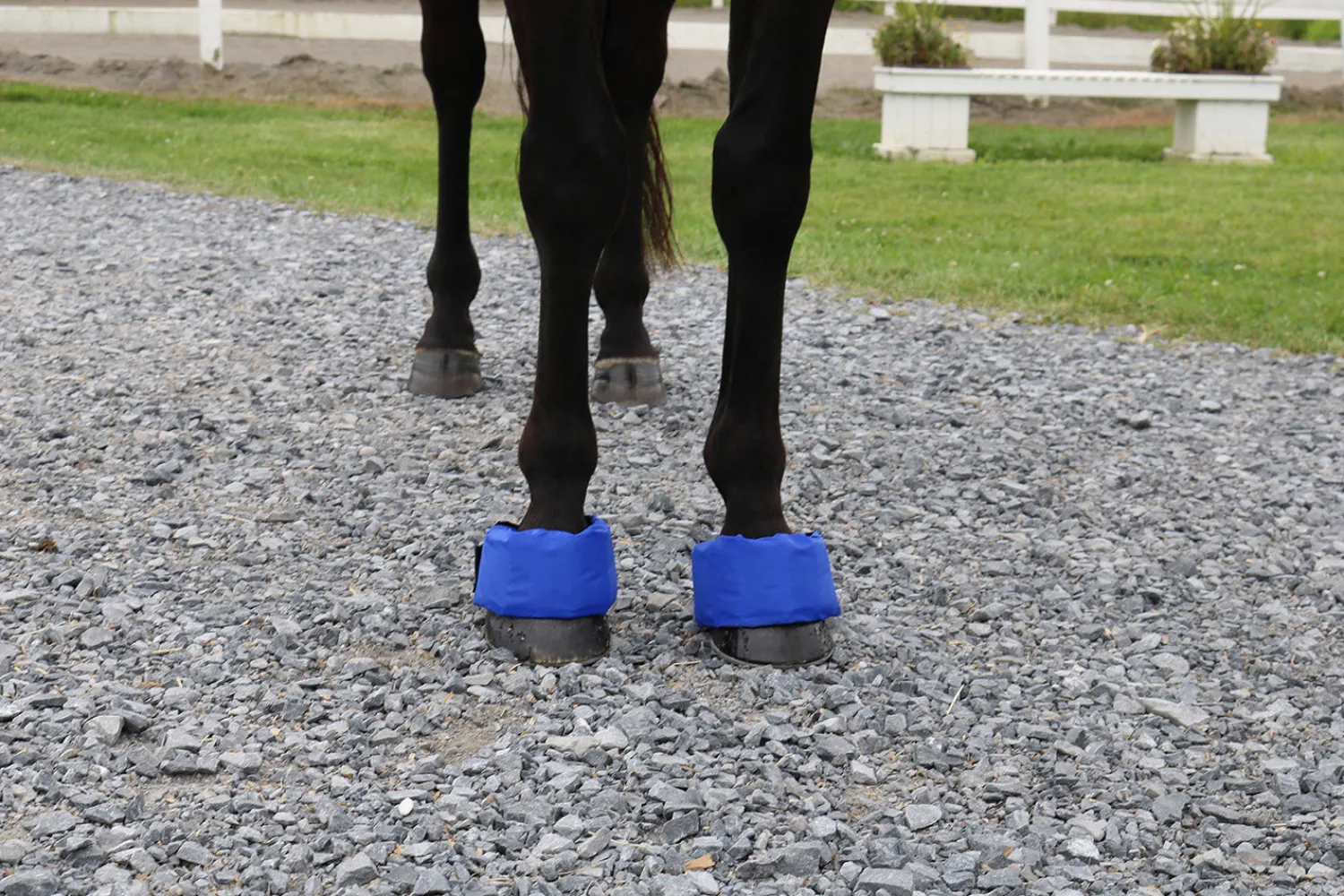 Discount EZ ICE Hoof - Founder Pack Blue