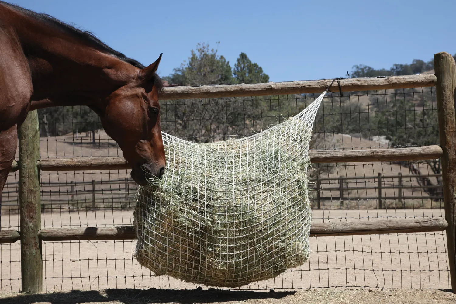 KENSINGTON Freedom Feeder® Extended Day Net - 1"