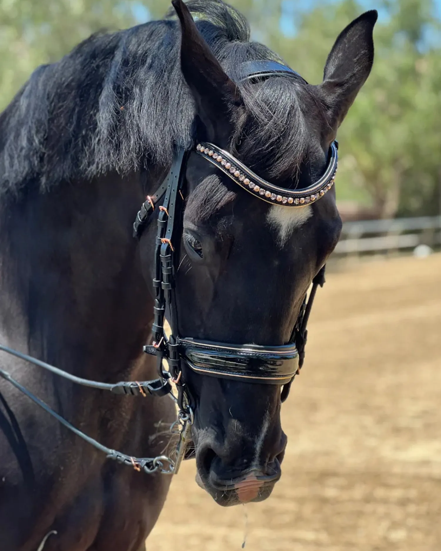 New HALTER EGO Aurelia Rose Gold Black Patent Double Bridle Black Patent/Rose Gold