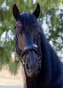 HALTER EGO Ocala Snaffle Bridle Black Patent