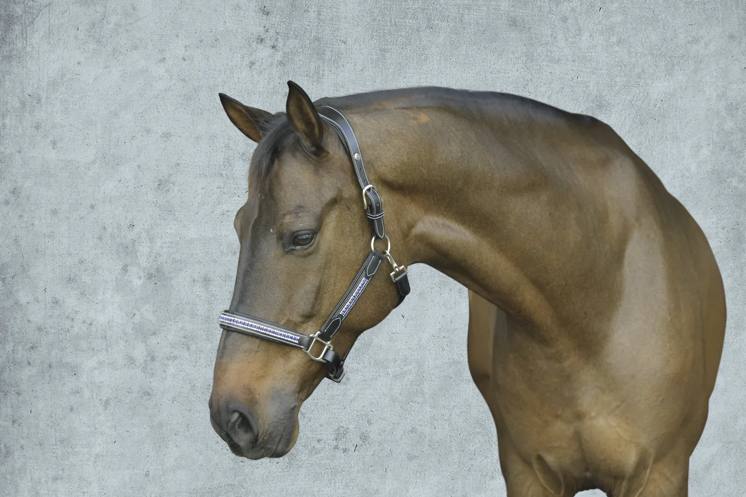 Discount JPC EQUESTRIAN HDR Padded Jewel Halter