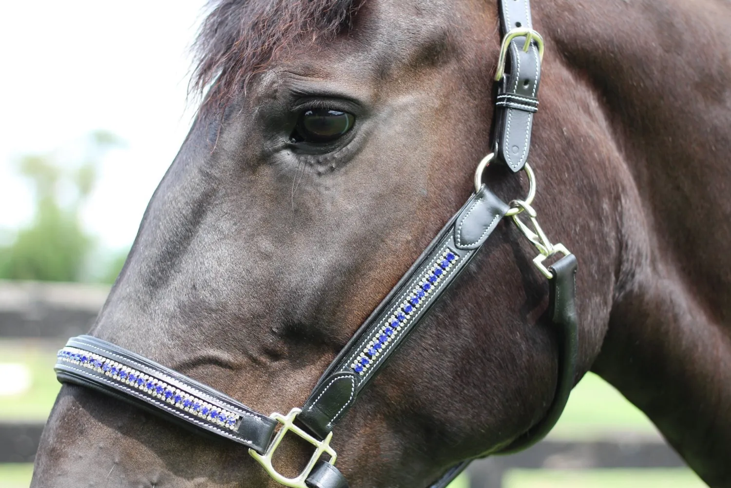 Discount JPC EQUESTRIAN HDR Padded Jewel Halter