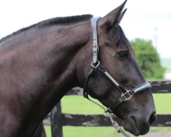 Discount JPC EQUESTRIAN HDR Padded Jewel Halter