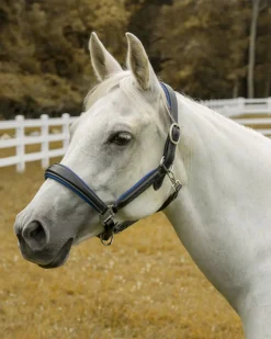 Online JPC EQUESTRIAN Henri de Rivel Cahill Padded Halter
