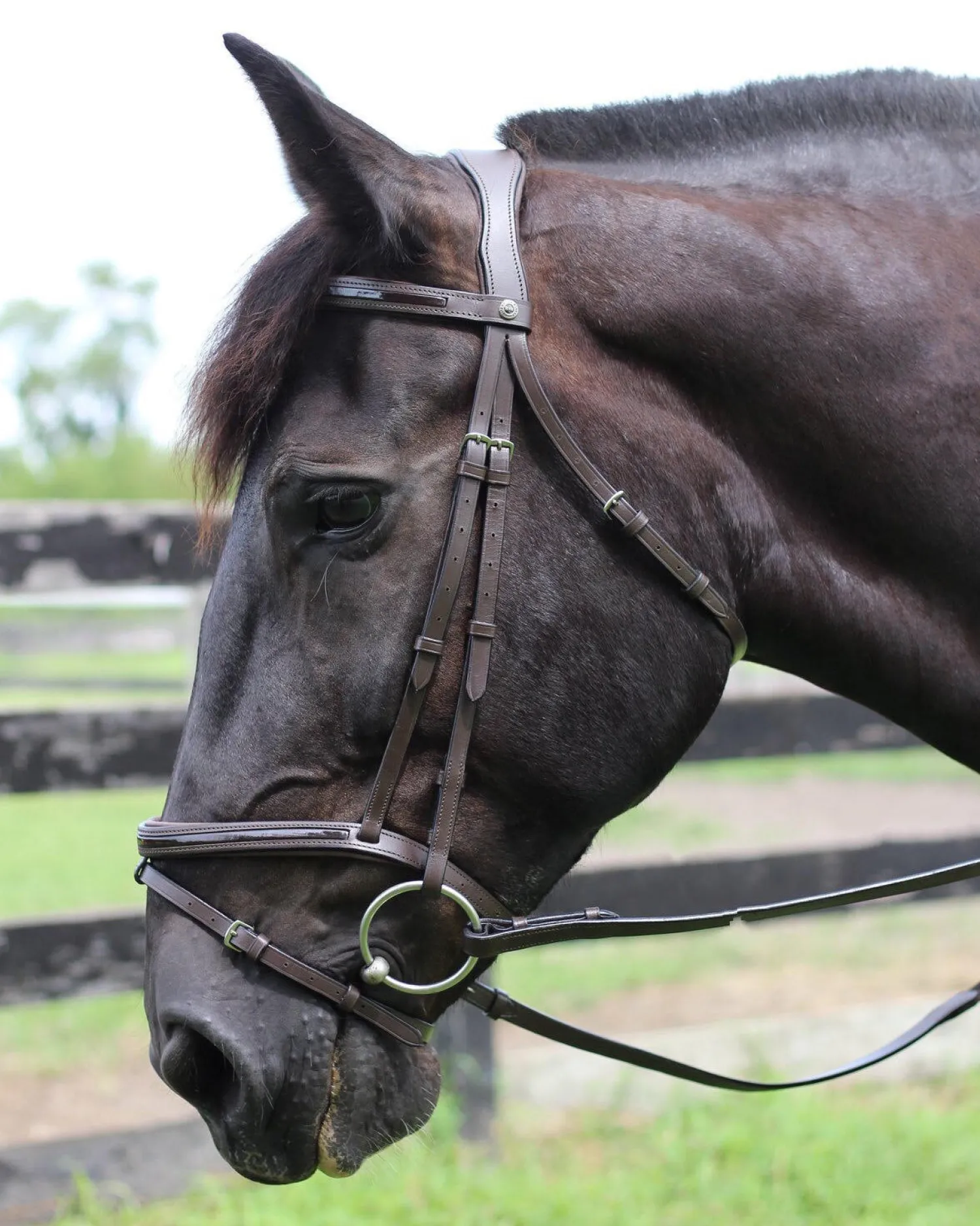 Online JPC EQUESTRIAN Henri de Rivel Piaffe Mono Crown Bridle with Flash Noseband & Patent Leather