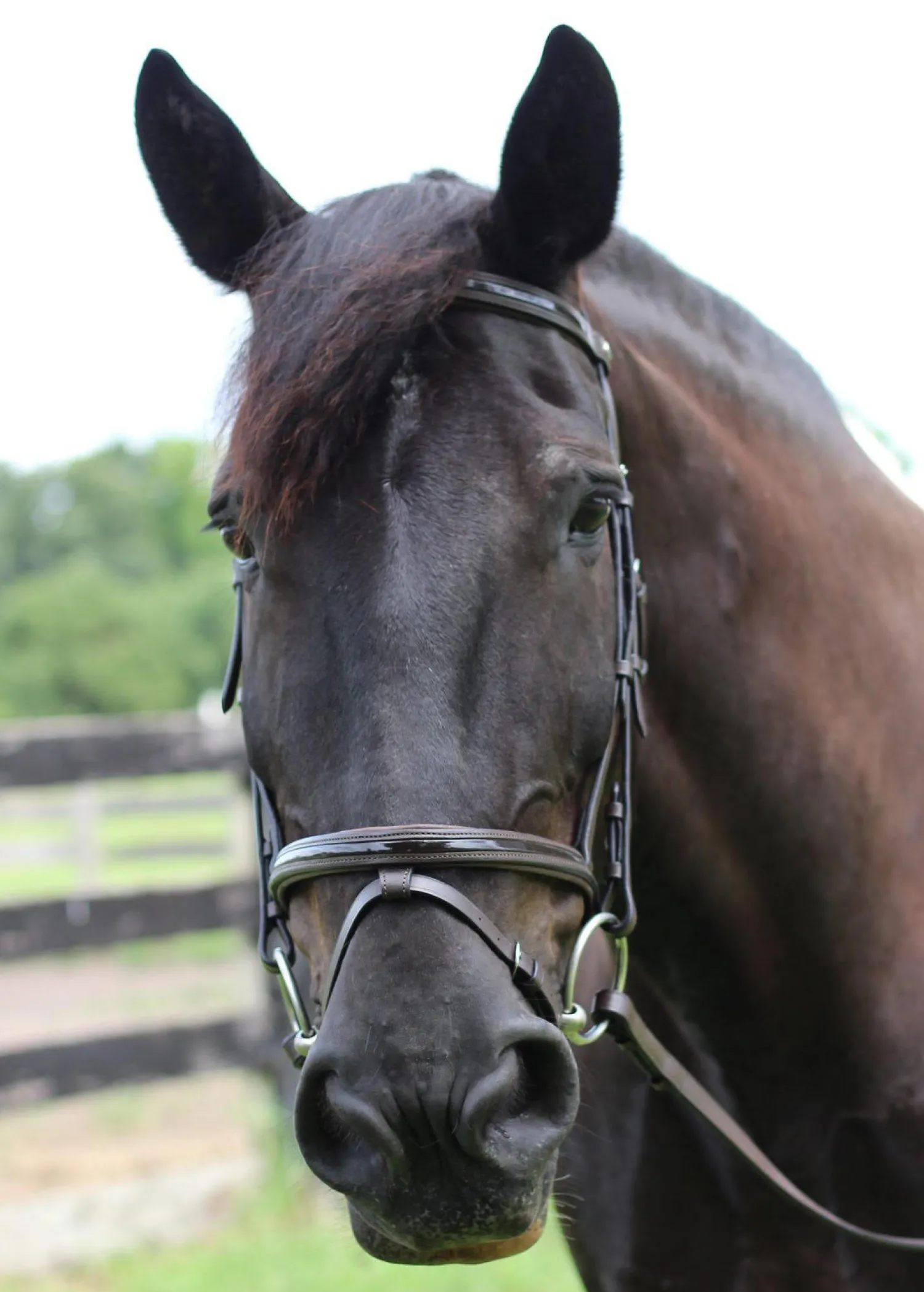 Online JPC EQUESTRIAN Henri de Rivel Piaffe Mono Crown Bridle with Flash Noseband & Patent Leather