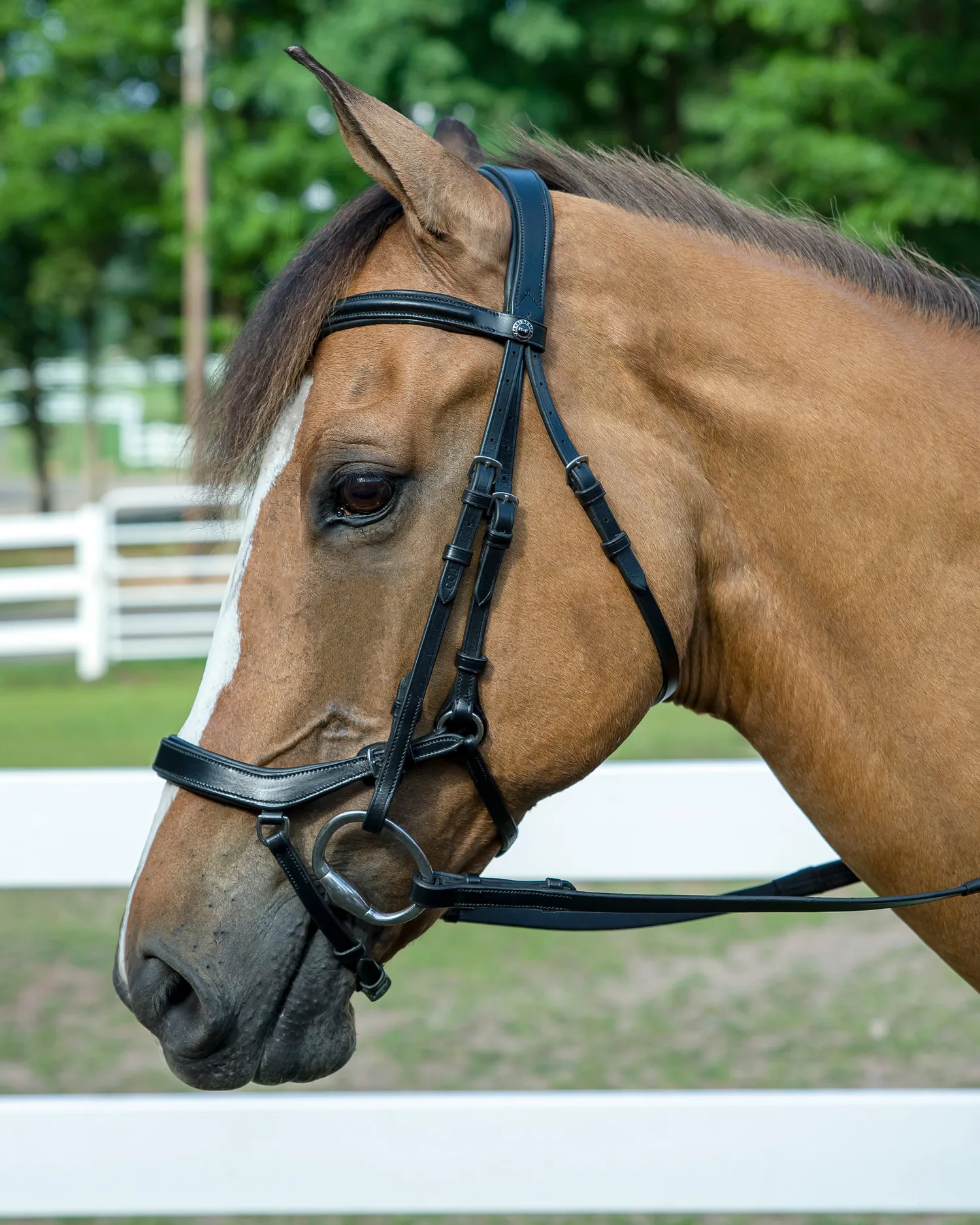 Discount JPC EQUESTRIAN Henri de Rivel Pro Anatomical Bridle