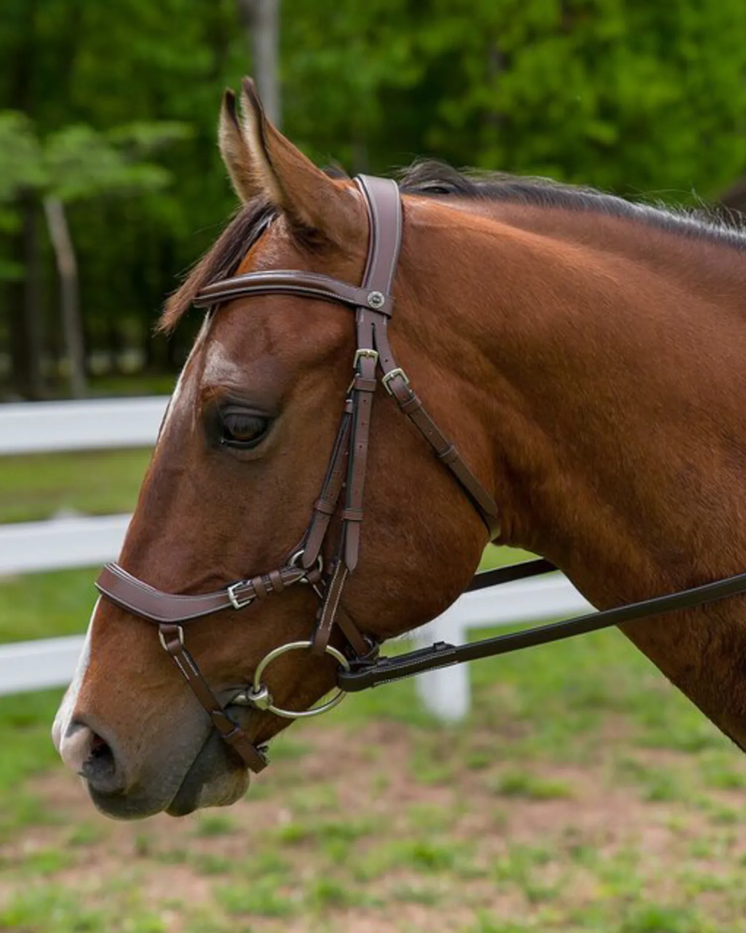 Discount JPC EQUESTRIAN Henri de Rivel Pro Anatomical Bridle