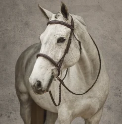 Clearance JPC EQUESTRIAN Henri de Rivel Pro Mono Crown Fancy-Stitched Padded Bridle with Laced Reins
