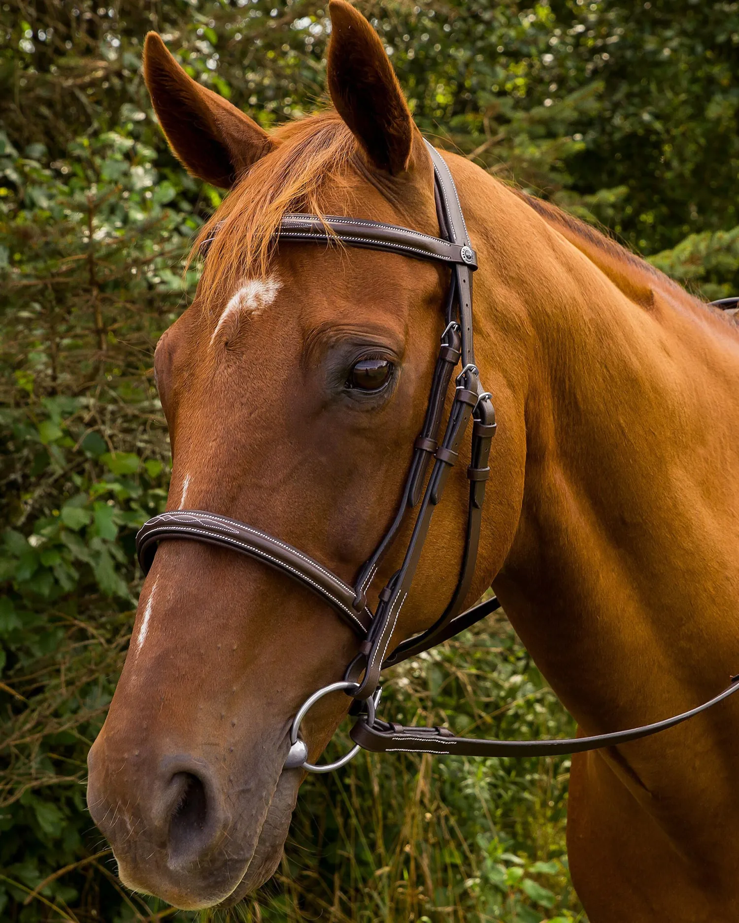 Clearance JPC EQUESTRIAN Henri de Rivel Pro Mono Crown Fancy-Stitched Padded Bridle with Laced Reins