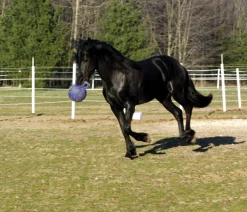 Hot HORSEMEN S PRIDE Horsemen's Pride™ Jolly Ball®
