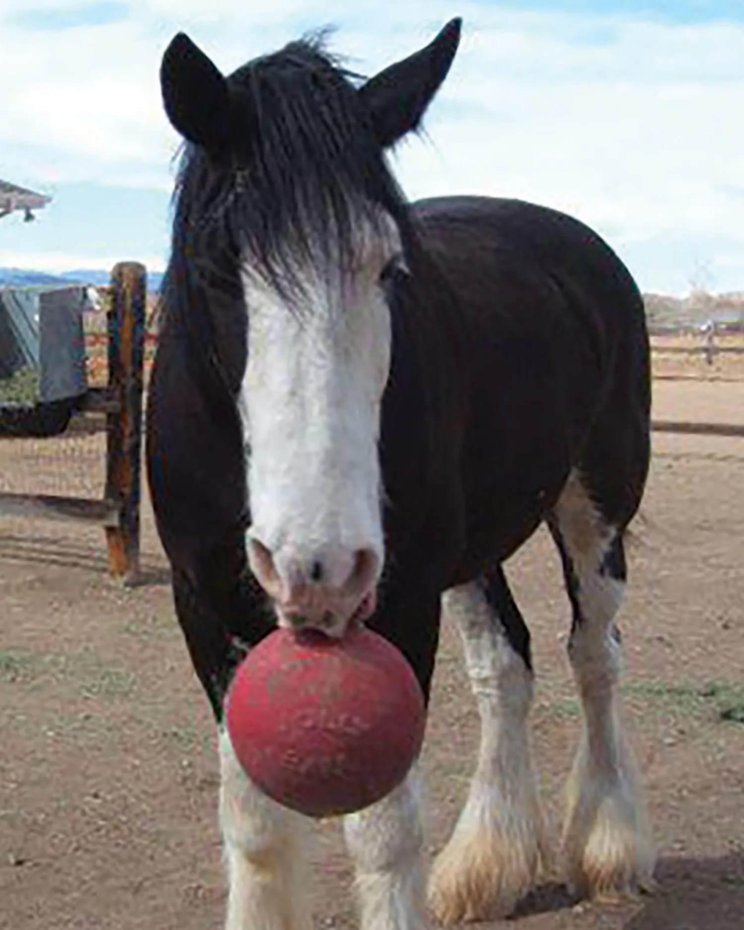 Hot HORSEMEN S PRIDE Horsemen's Pride™ Jolly Ball®