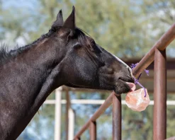 New ANIMAL HEALTH INT Horsemen’s Pride™ Jolly Salt Snack, 2.2 Pounds