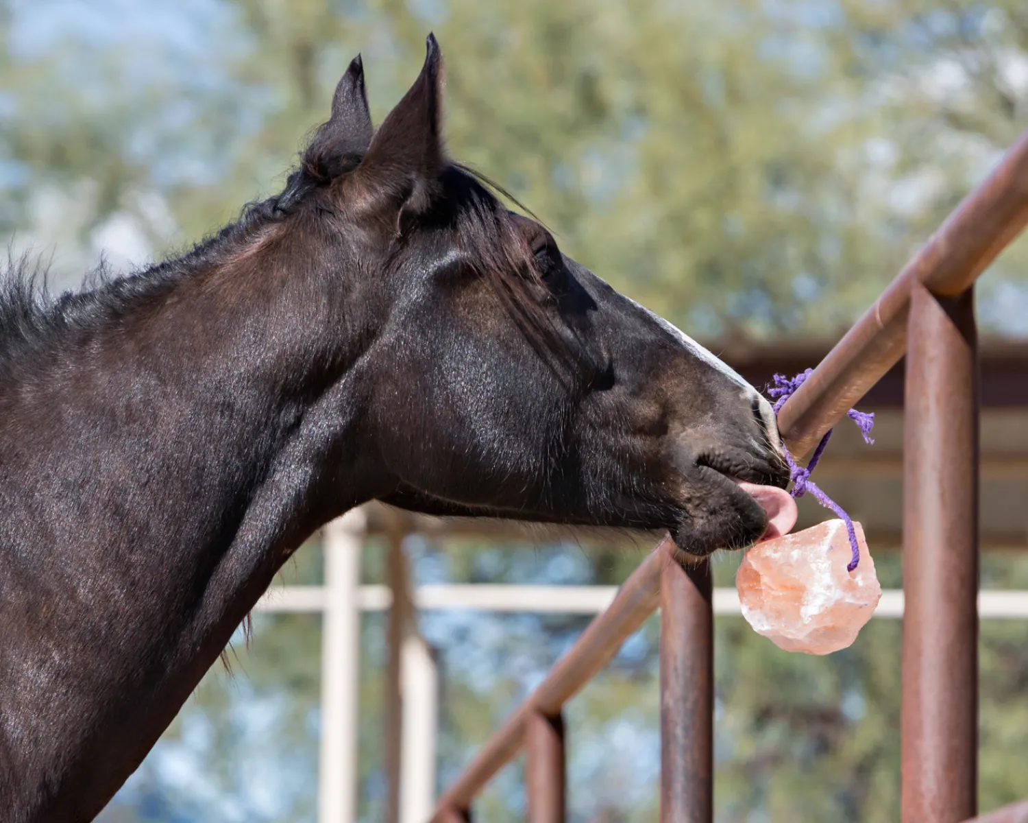 New ANIMAL HEALTH INT Horsemen’s Pride™ Jolly Salt Snack, 2.2 Pounds