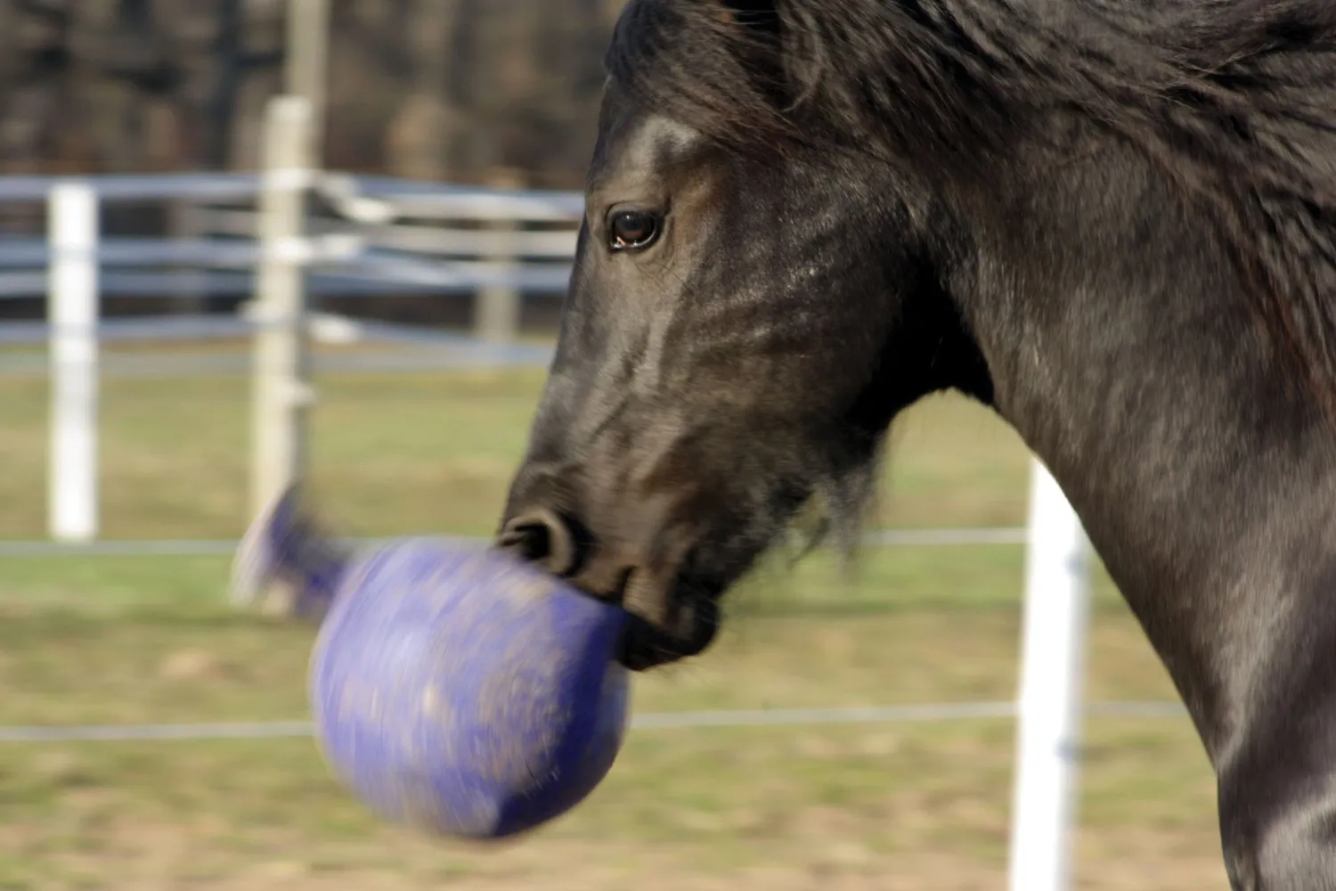 Sale HORSEMEN S PRIDE Horsemen's Pride™ Scented Jolly Ball®