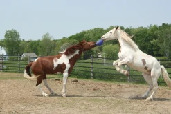 Sale HORSEMEN S PRIDE Horsemen's Pride™ Scented Jolly Ball®