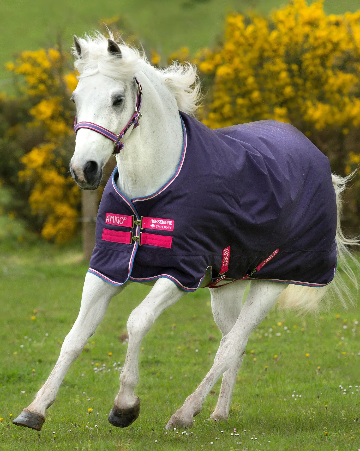 New HORSEWARE ® Ireland Amigo® Pony Hero 900D Medium-Weight Turnout Blanket