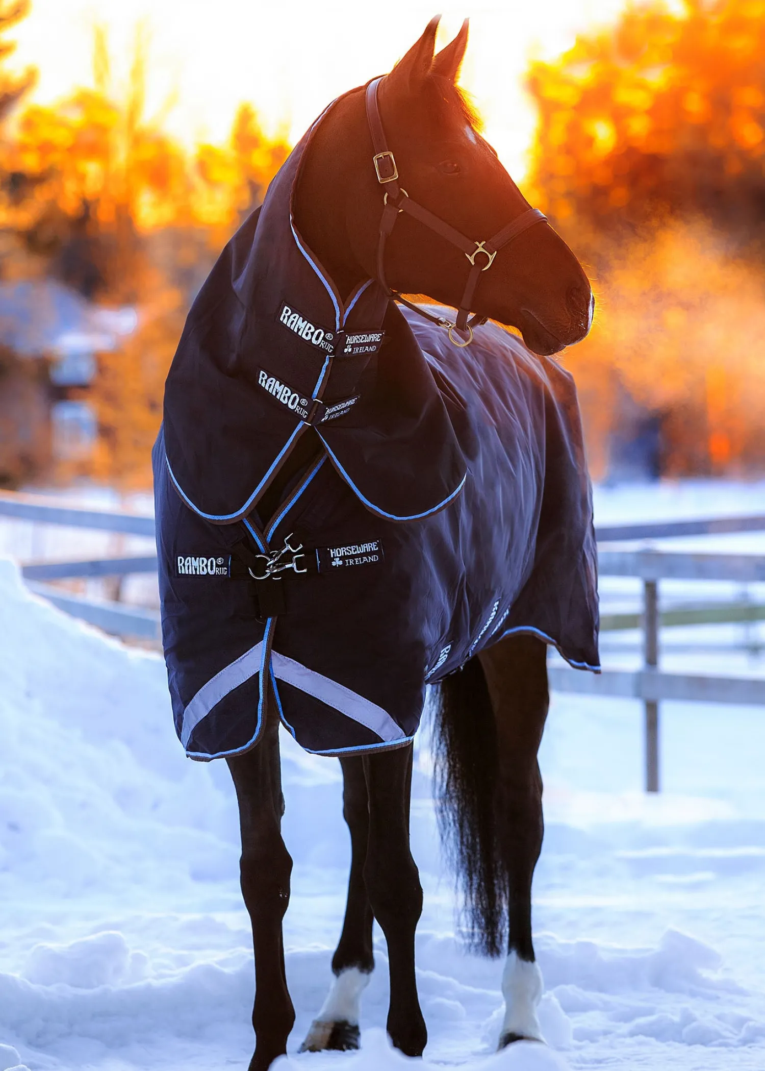 Best HORSEWARE ® Ireland Rambo® Duo Navy/Skyblue/Brown