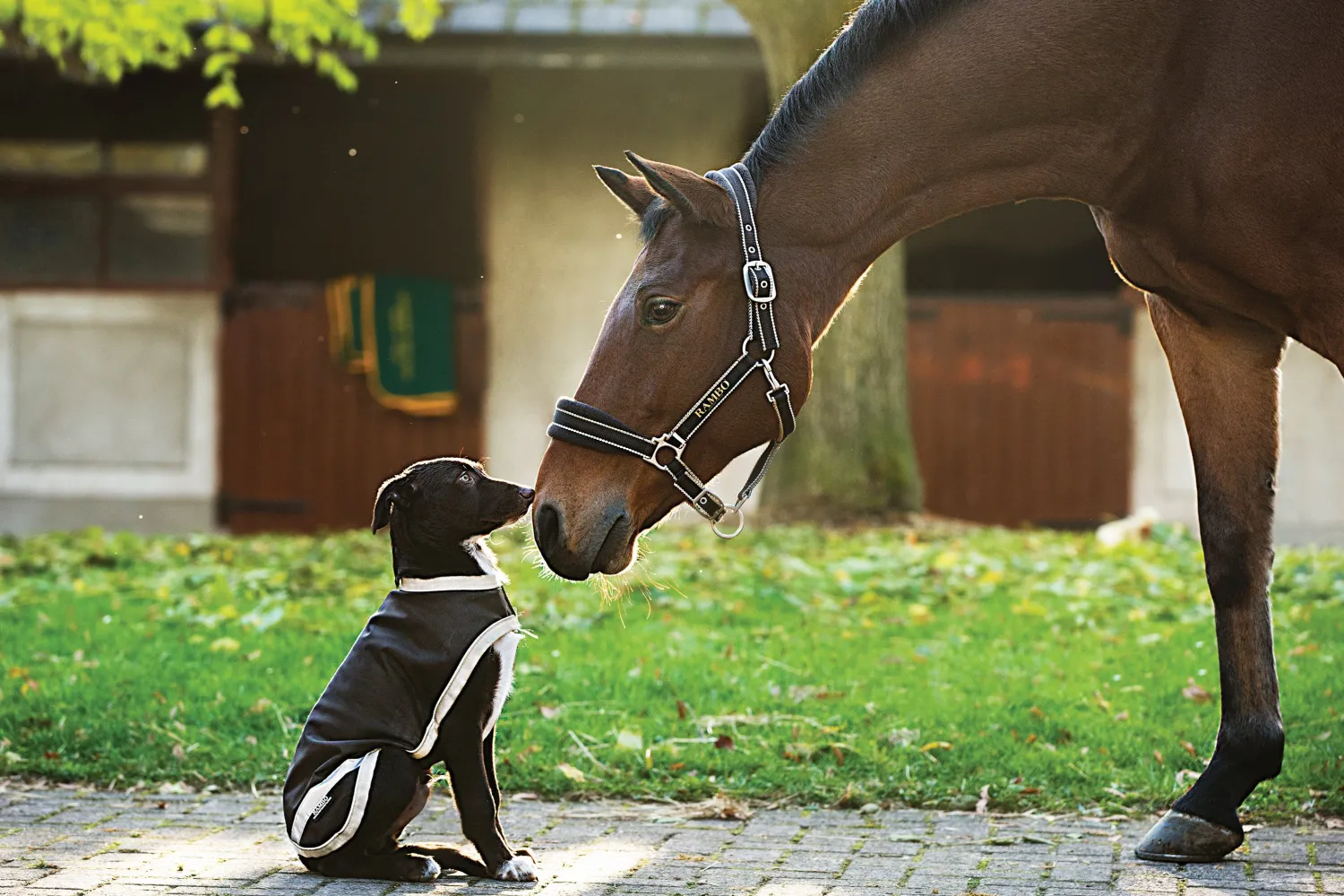 Outlet HORSEWARE ® Ireland Rambo® Waterproof Dog Blanket