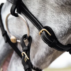 Discount EQUINAVIA Horze Constance Padded Flash Snaffle Bridle