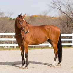 EQUINAVIA Horze Harrison Bridle