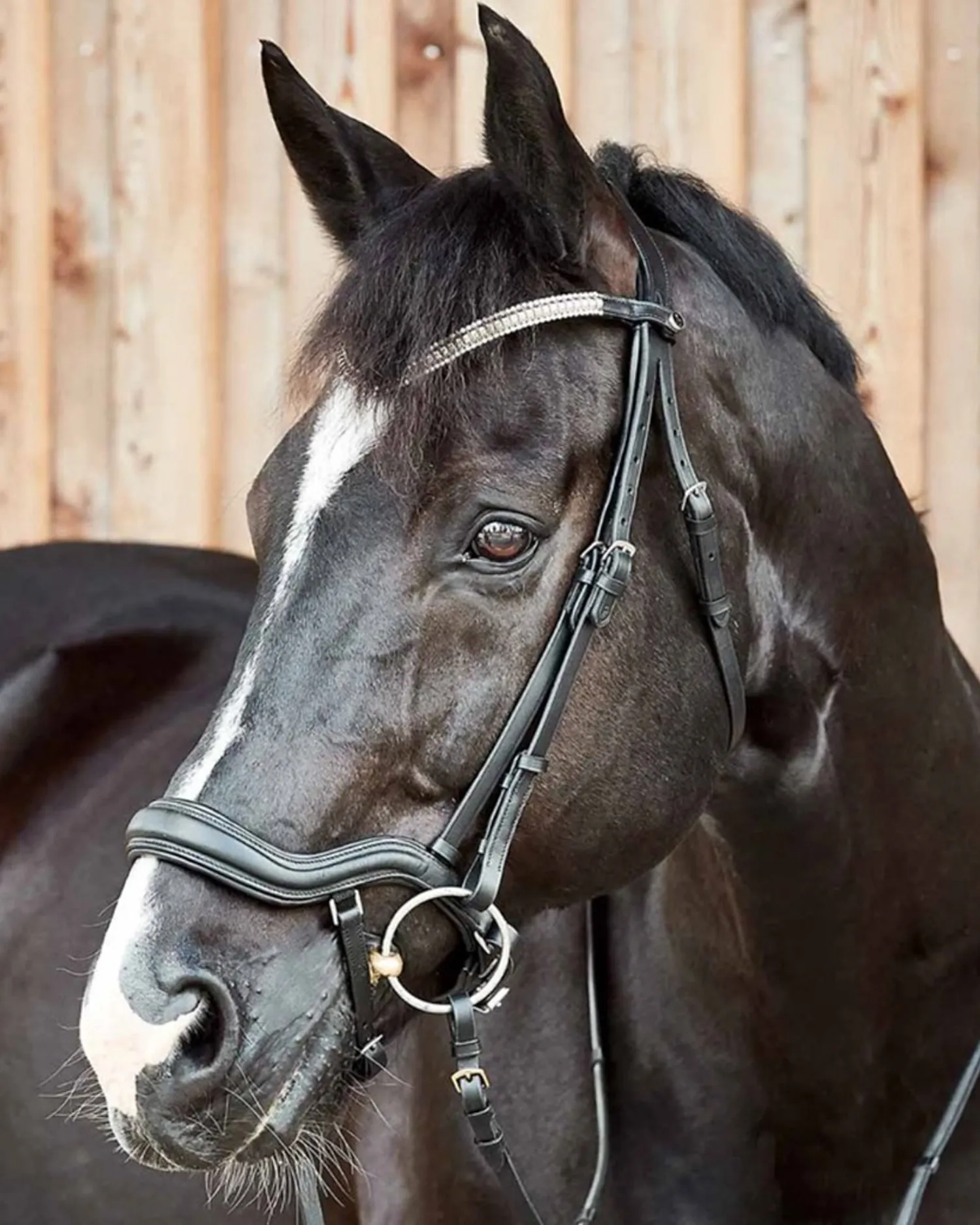 Sale EQUINAVIA Horze Highbury Anatomical Crystal Dressage Bridle