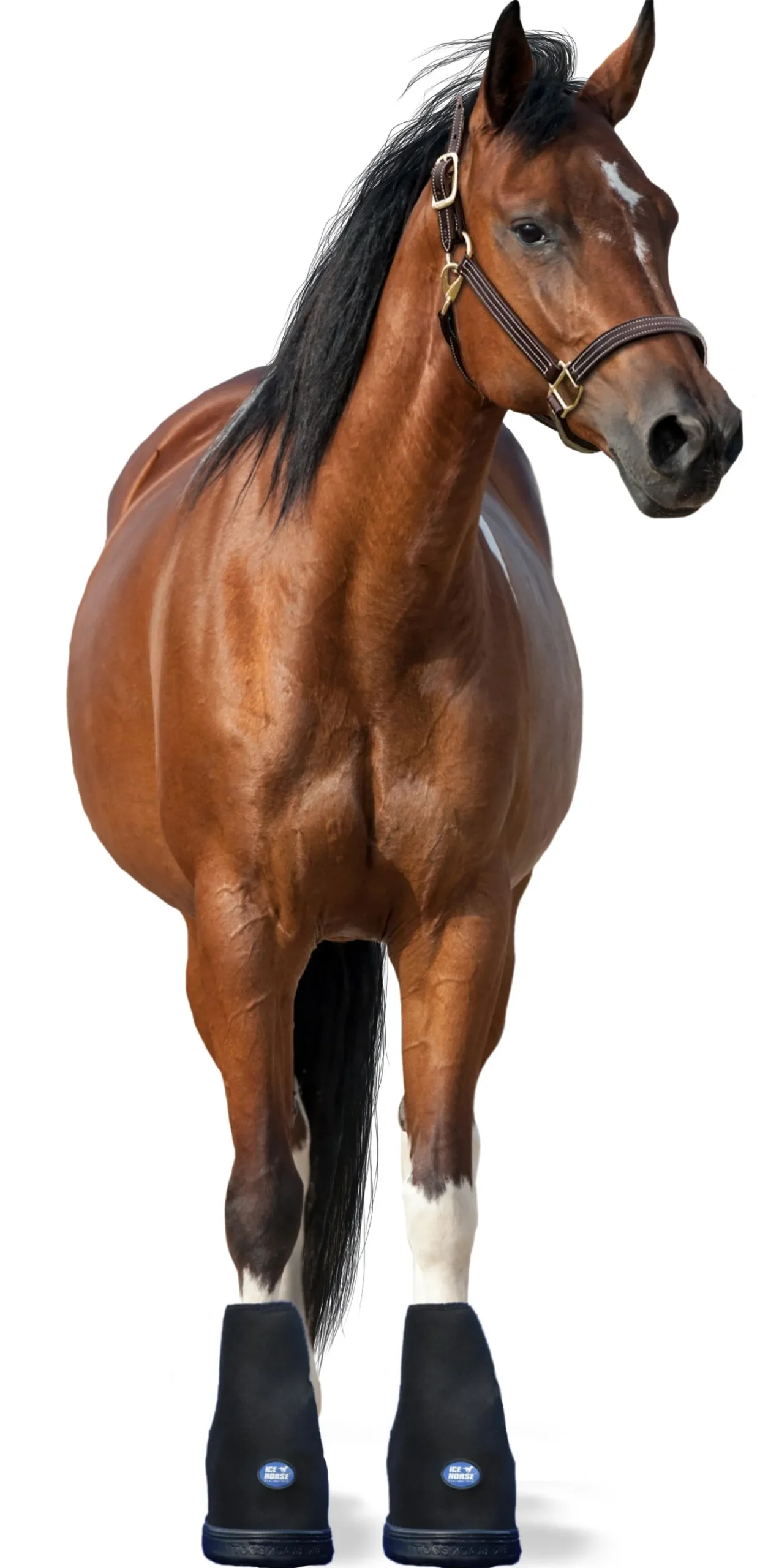 Online MACKINNON Ice Horse® Hoof Boot - Pair
