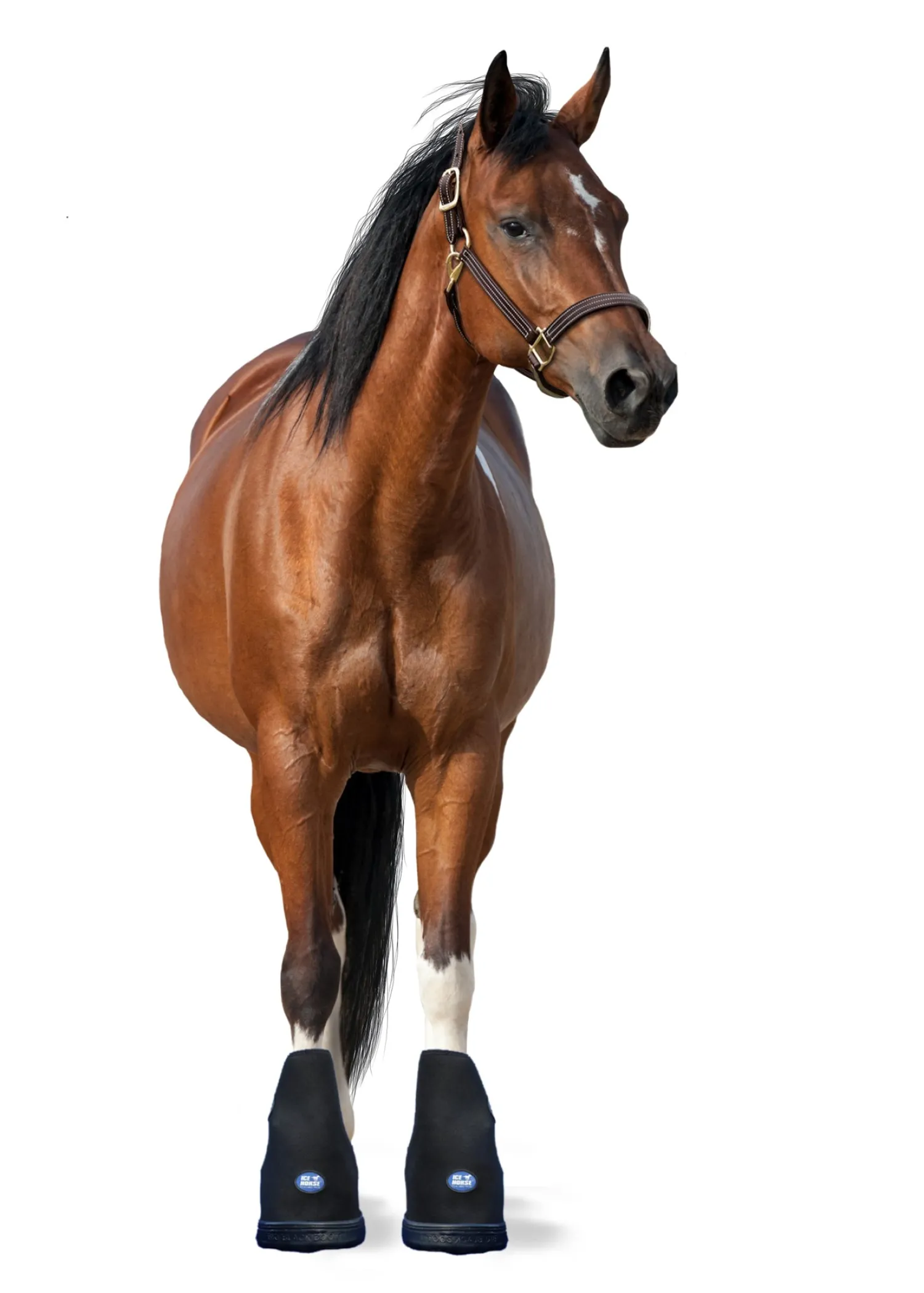 Clearance MACKINNON Ice Horse® Large Laminitis Pro Boot Black