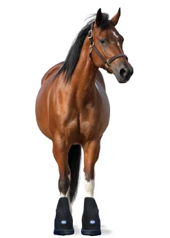 Outlet MACKINNON Ice Horse® Medium Laminitis Pro Boot Black