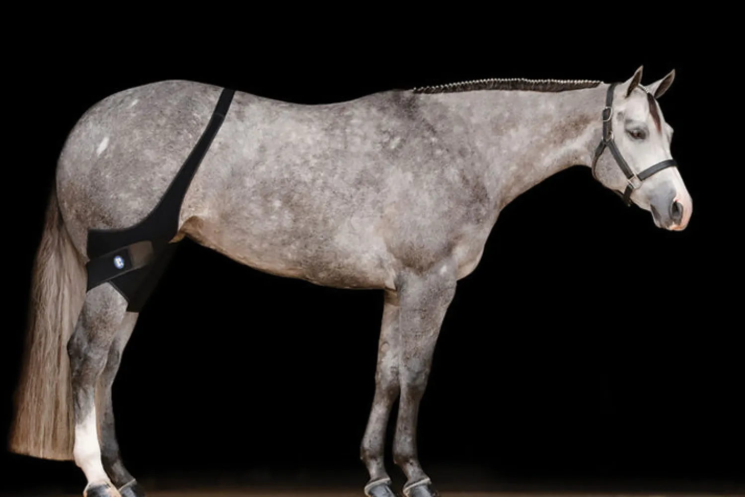 Sale MACKINNON Ice Horse® Stifle Wraps