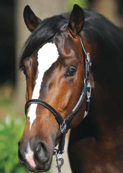 Clearance PEP-KAVALKADE Kavalkade Cavo Halter