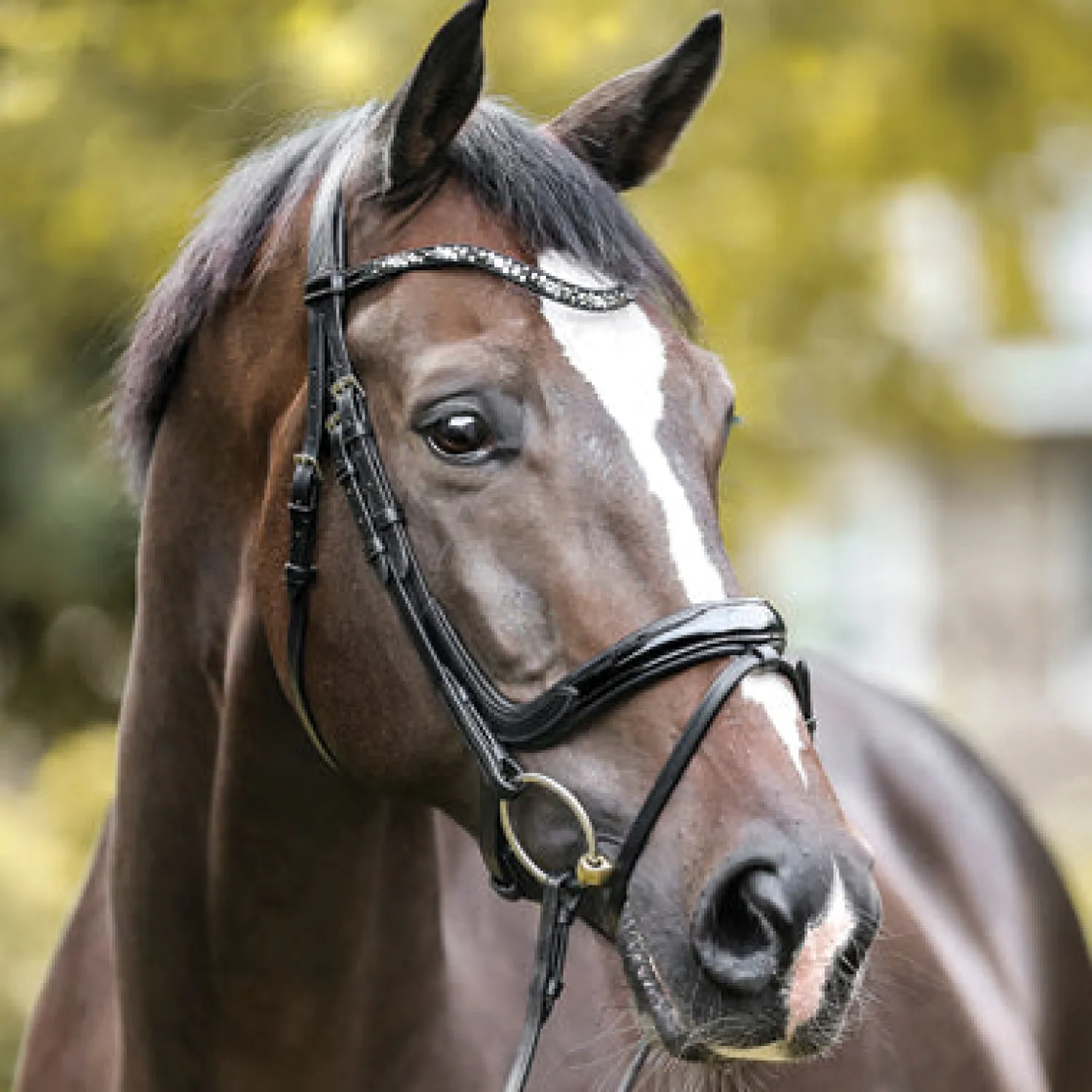 Sale PEP-KAVALKADE Kavalkade Ivana Snaffle Bridle Black Patent