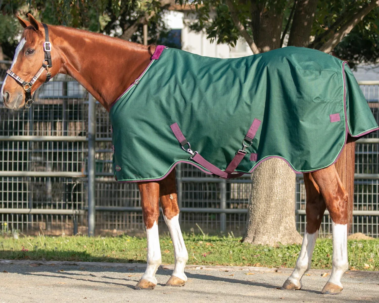 New KENSINGTON ™ Pony Signature Lightweight Turnout Blanket