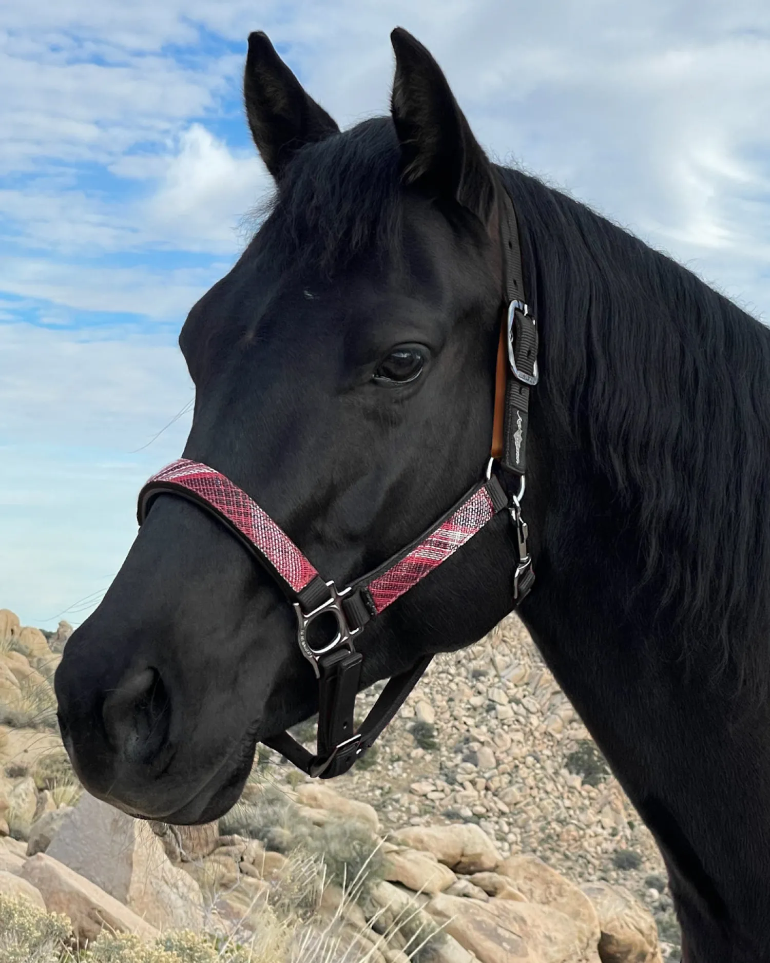 Clearance KENSINGTON ™ Premium Breakaway Halter