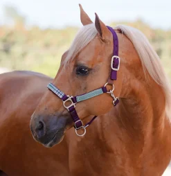 Clearance KENSINGTON ™ Premium Breakaway Halter