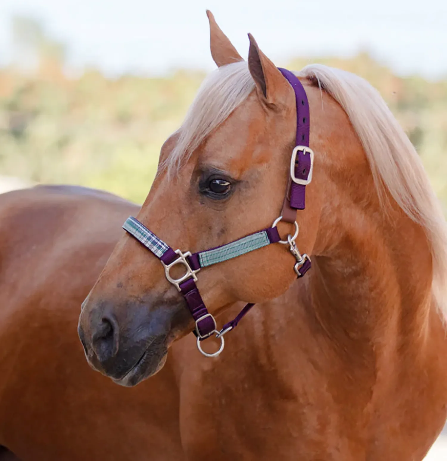 Clearance KENSINGTON ™ Premium Breakaway Halter