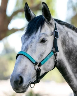Outlet KENSINGTON ™ Premium Halter