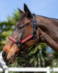 Outlet KENSINGTON ™ Premium Halter