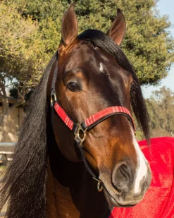 Outlet KENSINGTON ™ Premium Halter