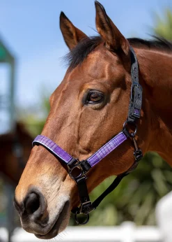 Outlet KENSINGTON ™ Premium Halter